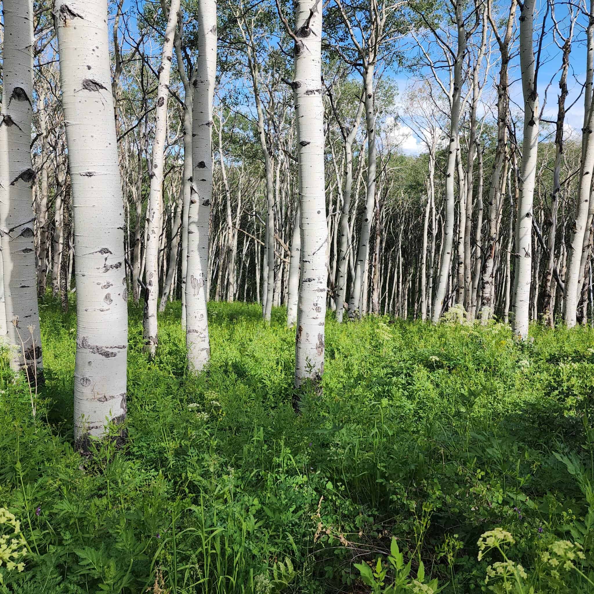 Colorado Hunting Land for Sale