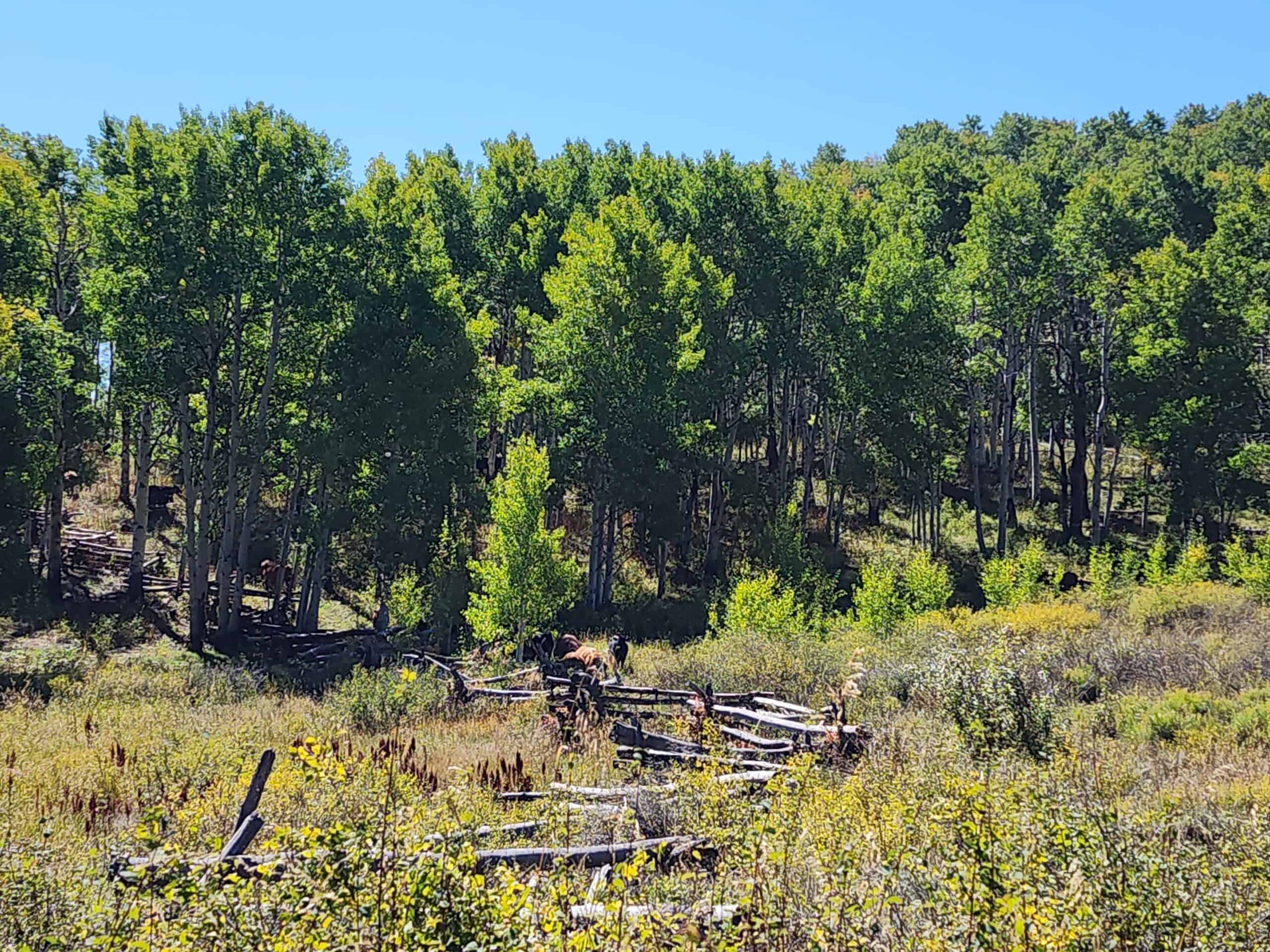 Colorado Hunting Property with Multiple Cabins