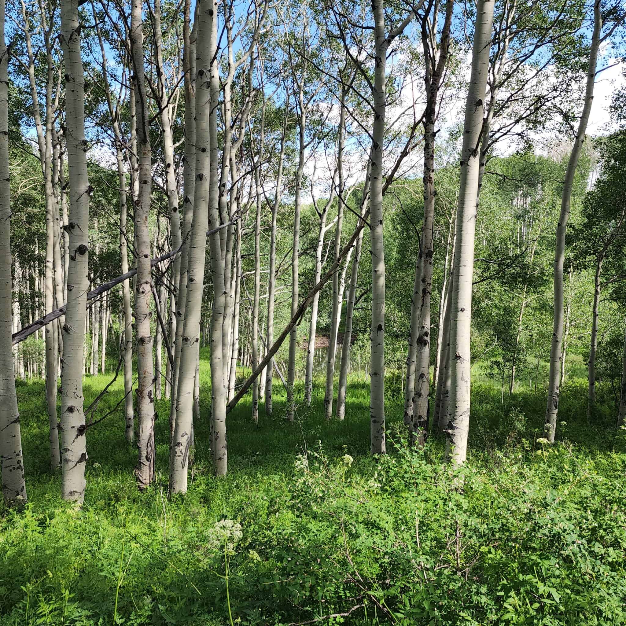 Colorado Hunting Land for Sale