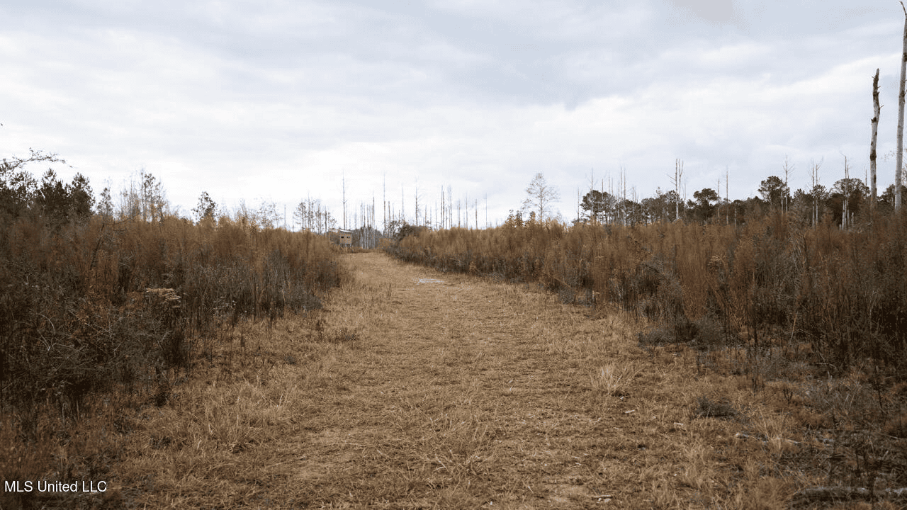 283± Acres for Sale Amite County, Mississippi