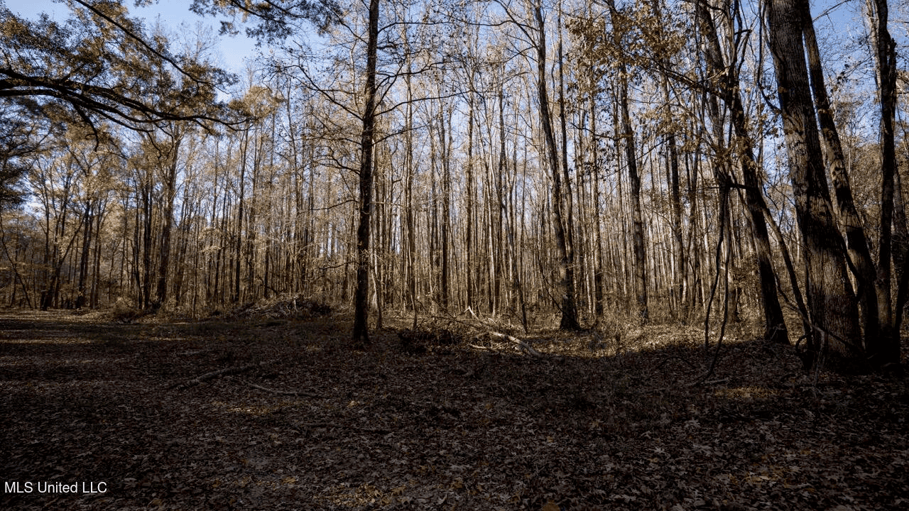 84.5 Acres in Woodville, MS on Hwy 24 with Creeks