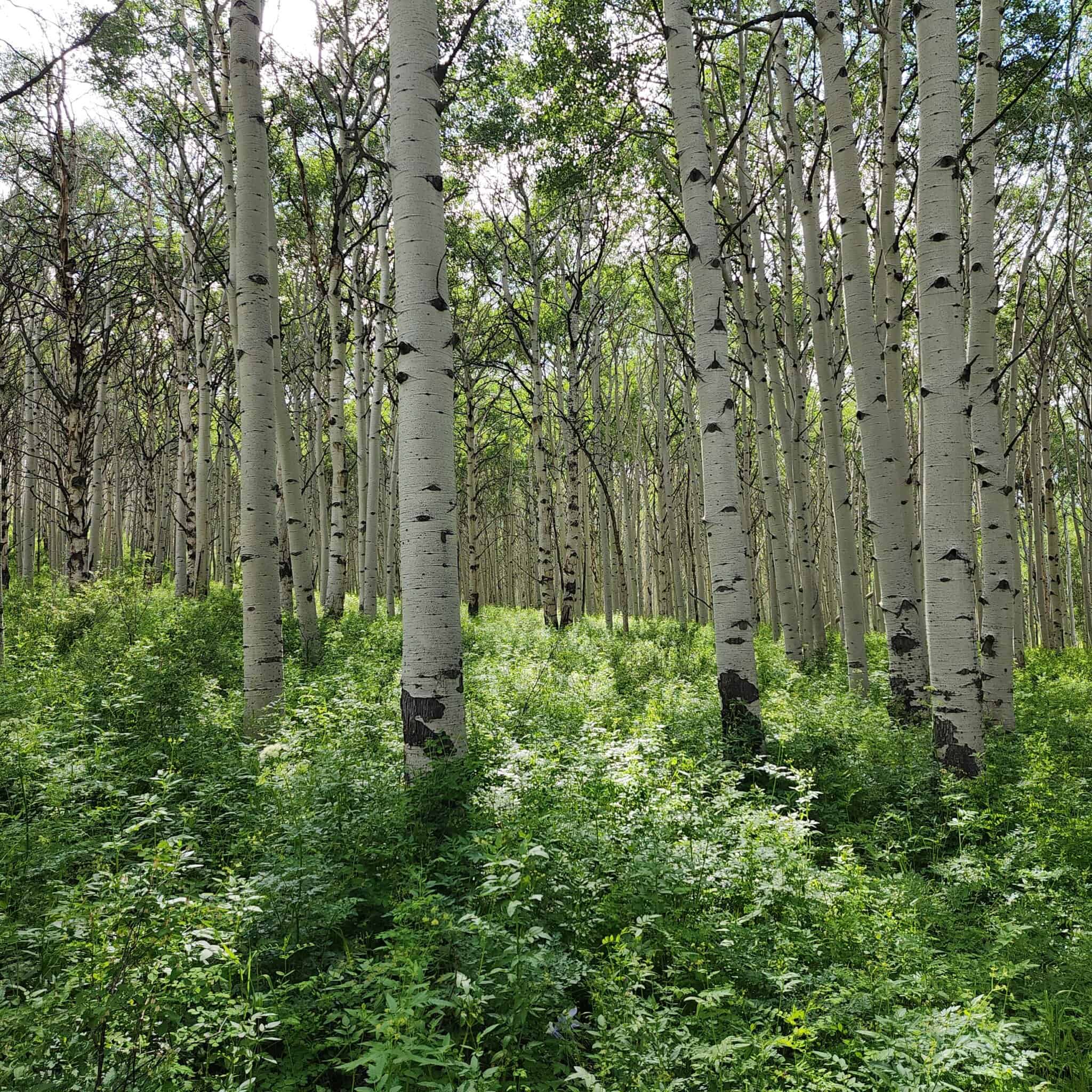 Colorado Hunting Land for Sale
