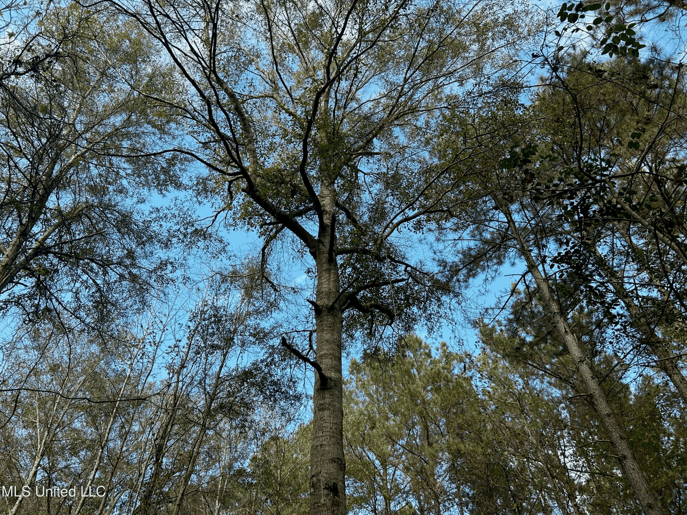 39.7 Acres in Brookhaven MS