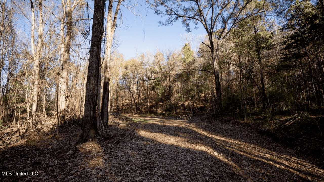84.5 Acres in Woodville, MS on Hwy 24 with Creeks