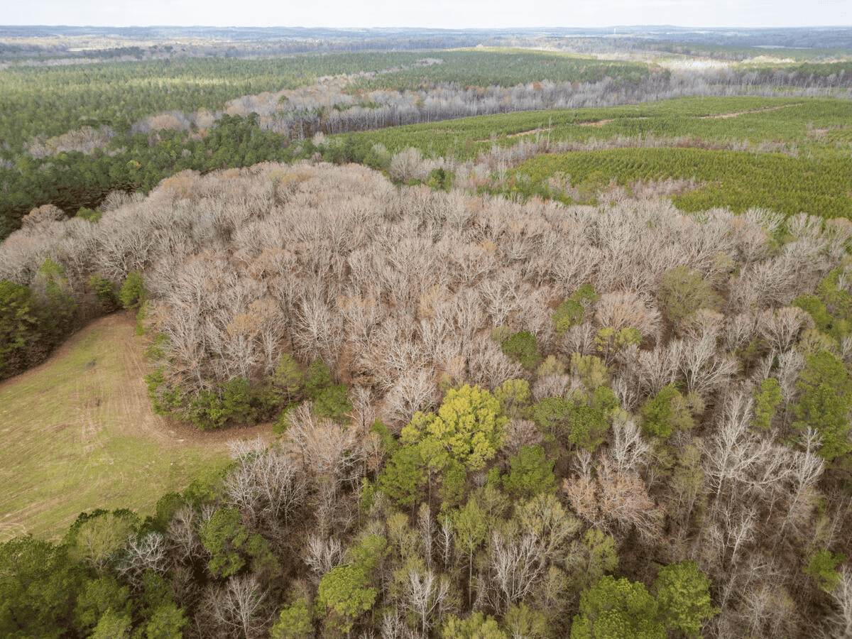 Timberland Farmland For Sale Clay County MS