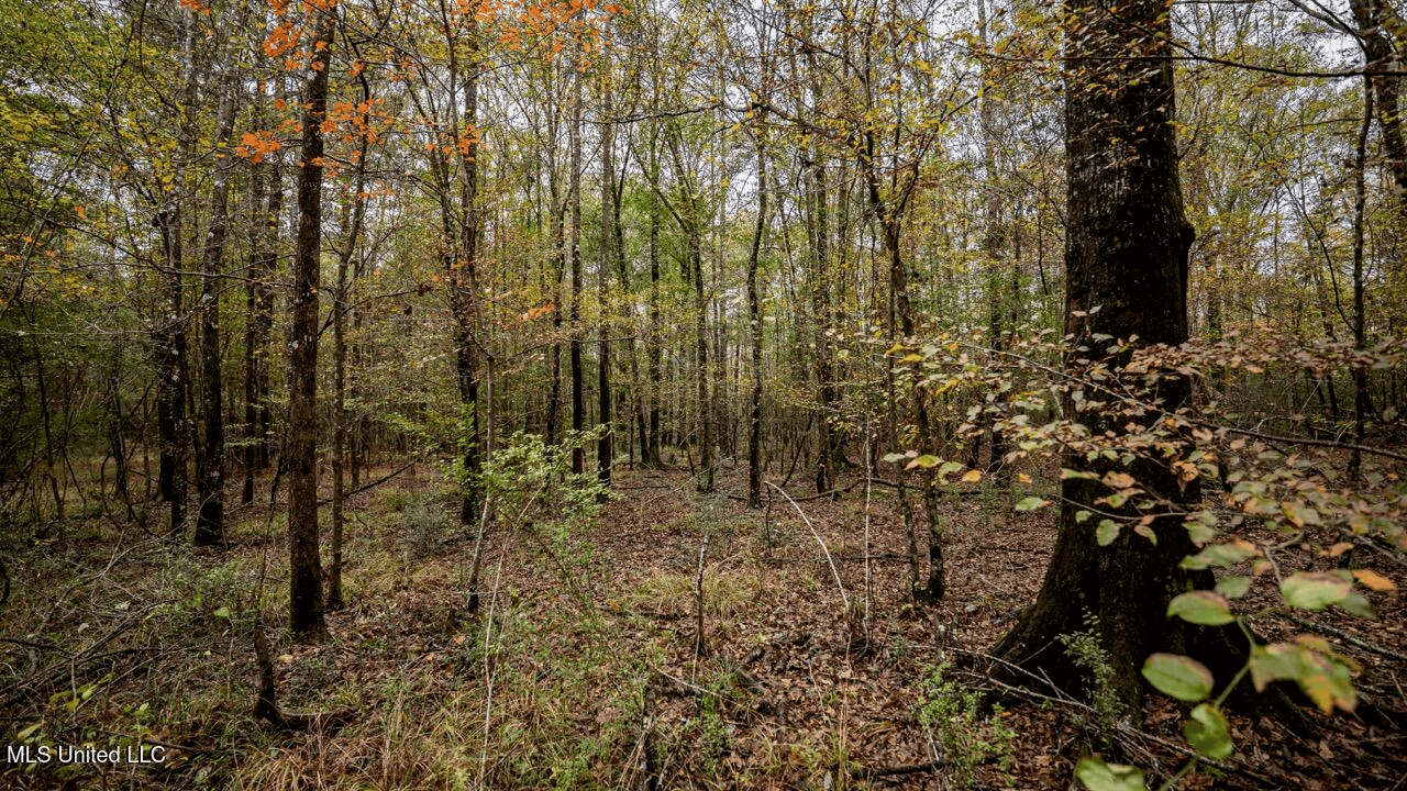 Asilo Farms on Bala Chitto Creek, Southwest Mississippi