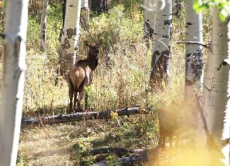 Colorado Hunting Property with Multiple Cabins