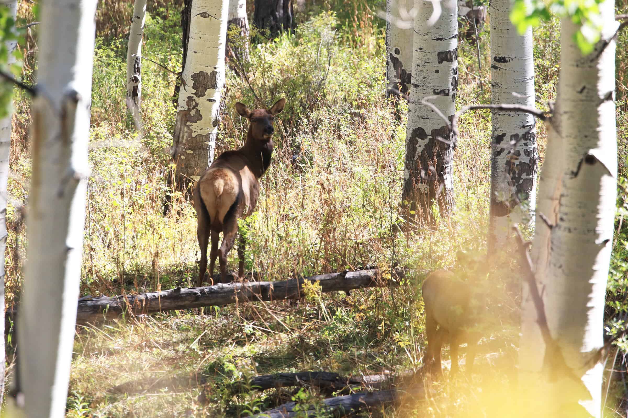 Colorado Hunting Property with Multiple Cabins