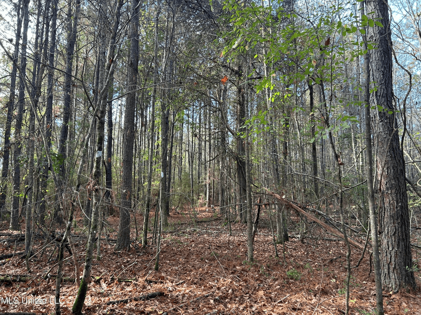 39.7 Acres in Brookhaven MS