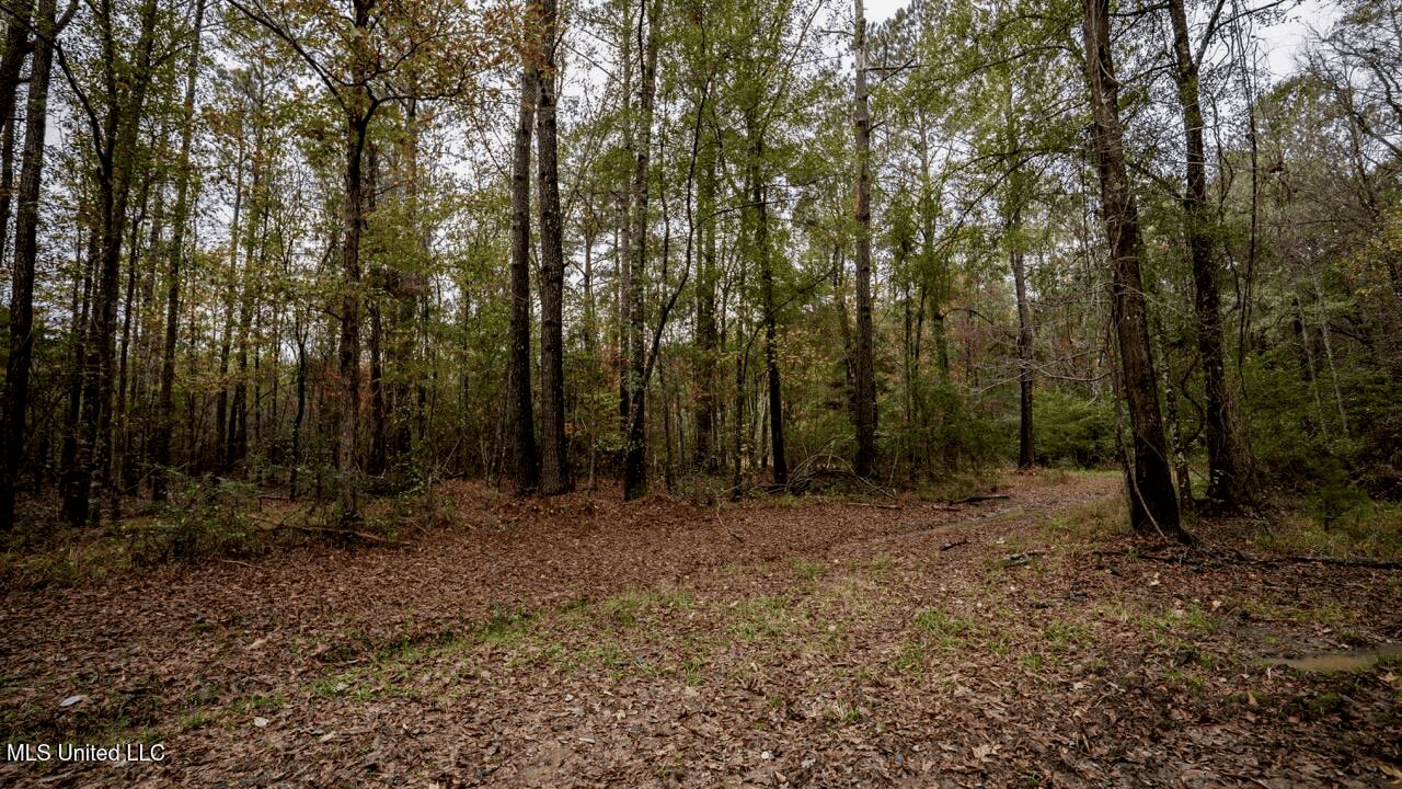 Asilo Farms on Bala Chitto Creek, Southwest Mississippi
