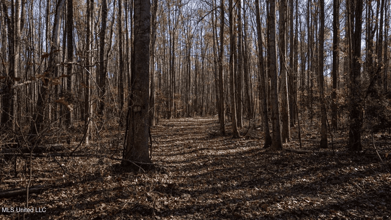 84.5 Acres in Woodville, MS on Hwy 24 with Creeks
