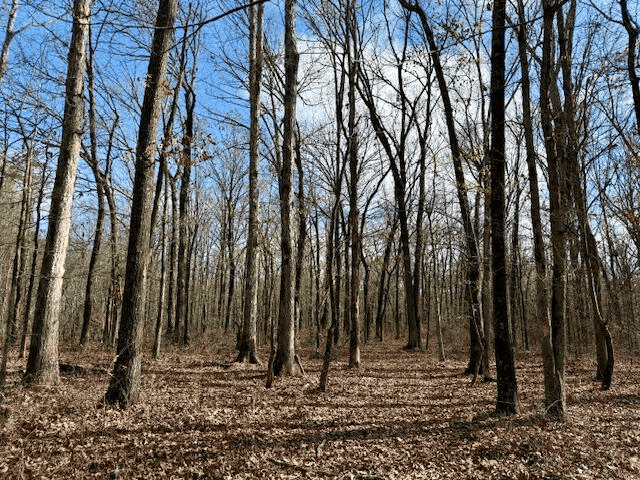 Timberland Farmland For Sale Clay County MS