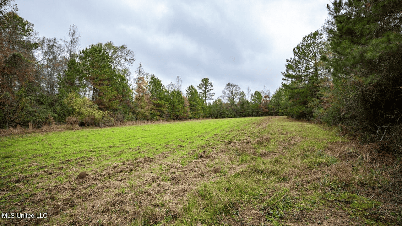 Asilo Farms on Bala Chitto Creek, Southwest Mississippi