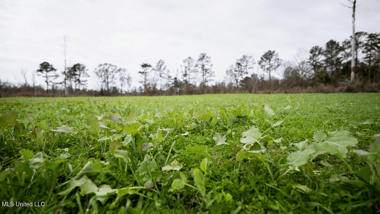 283± Acres for Sale Amite County, Mississippi