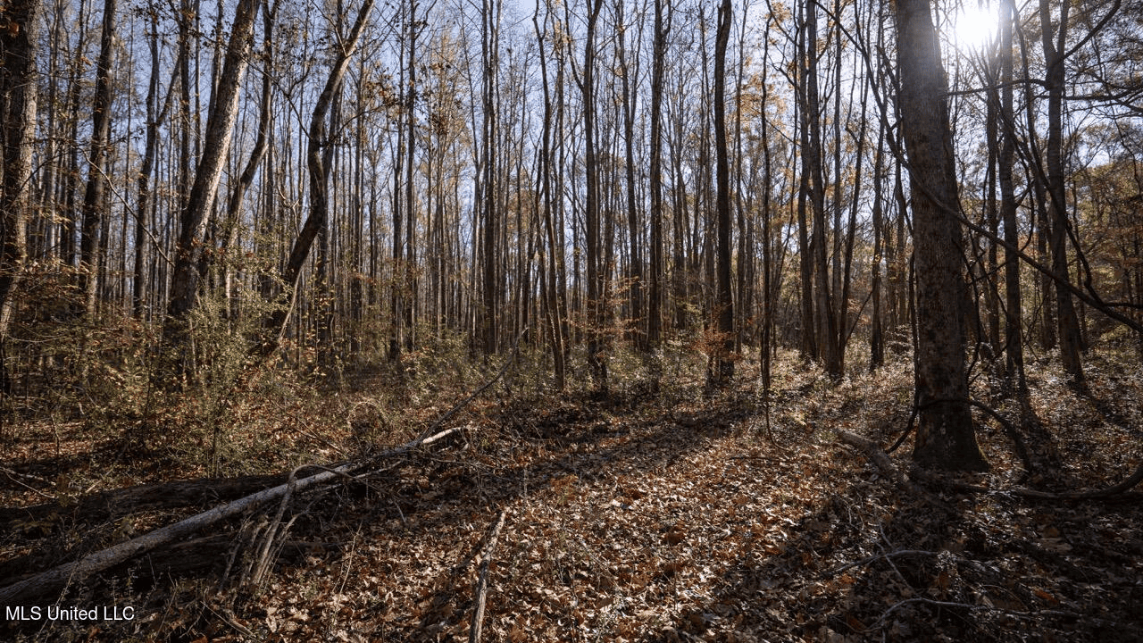 84.5 Acres in Woodville, MS on Hwy 24 with Creeks