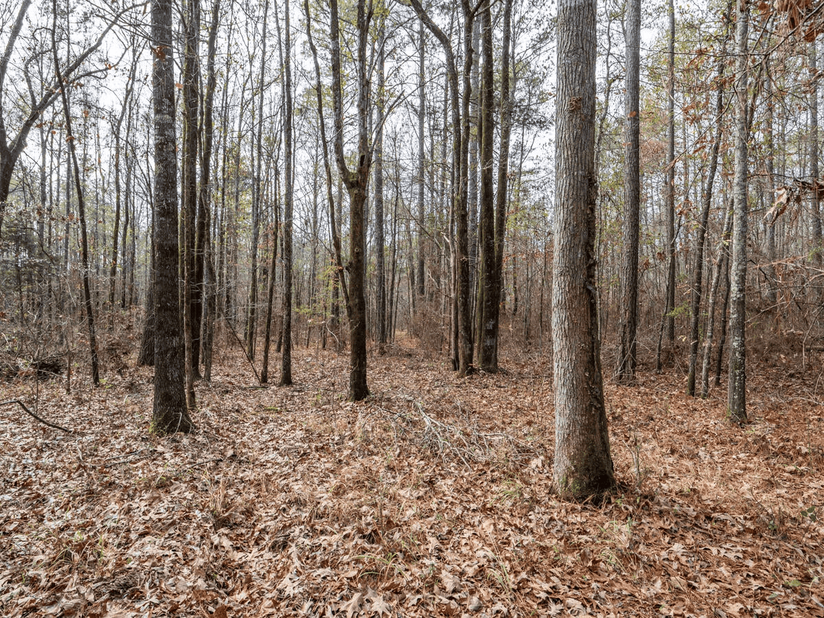 Timberland Farmland For Sale Clay County MS