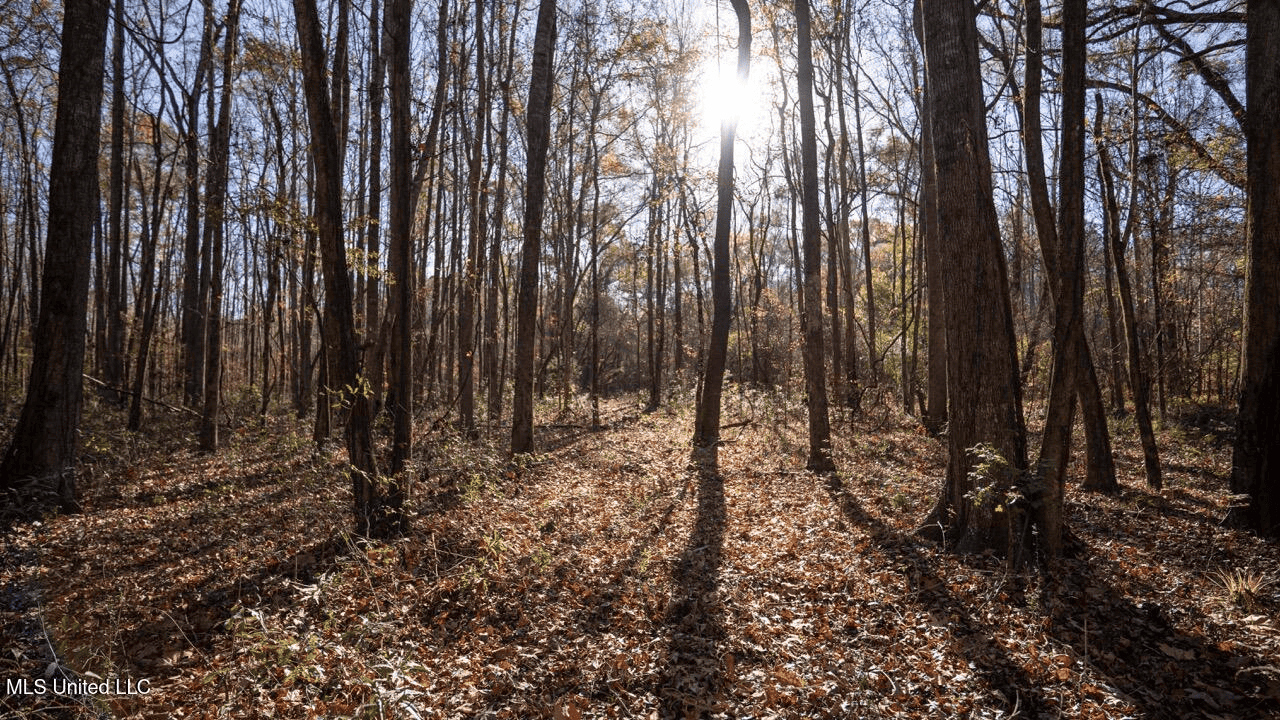84.5 Acres in Woodville, MS on Hwy 24 with Creeks