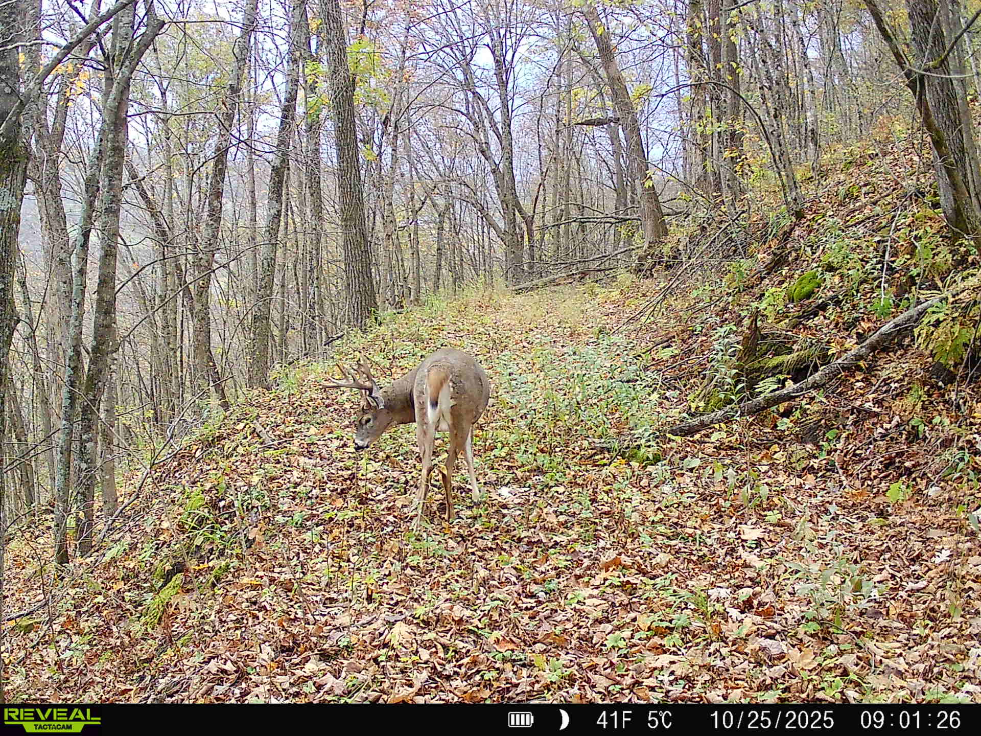 57+/- Acre Retreat in Wisconsin’s Driftless Area, Crawford County