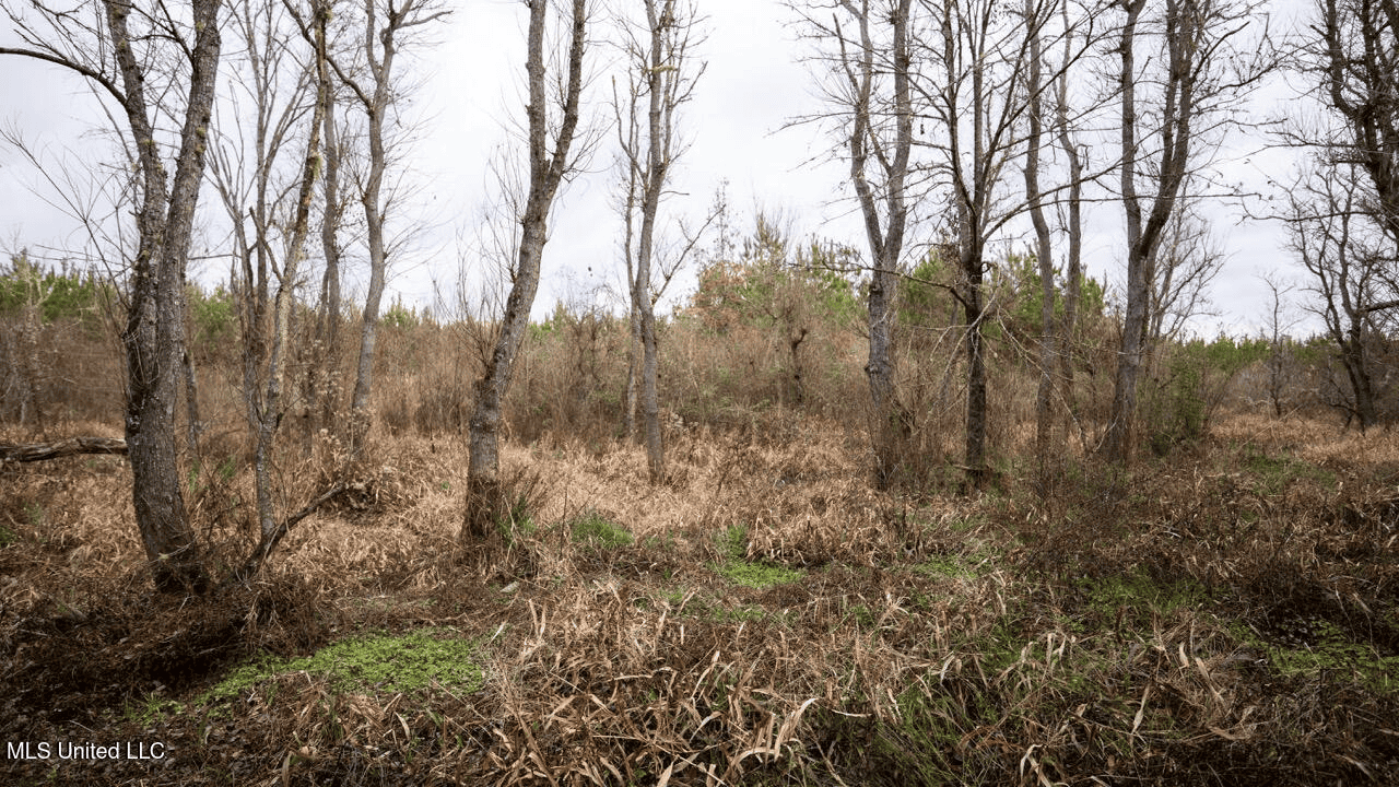 283± Acres for Sale Amite County, Mississippi