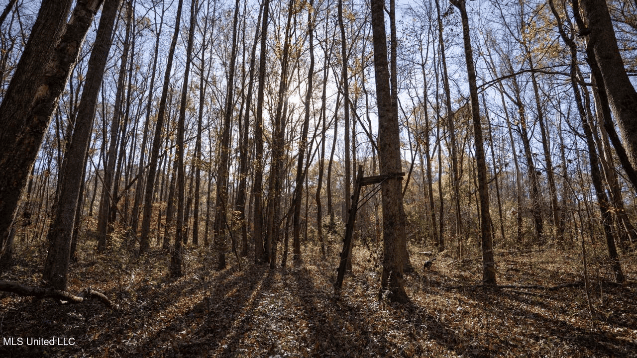 84.5 Acres in Woodville, MS on Hwy 24 with Creeks