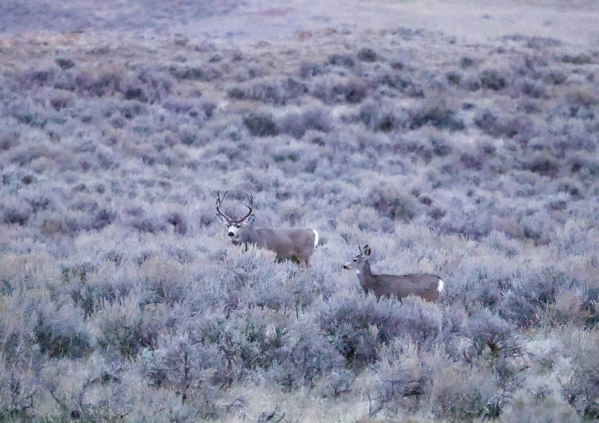 S Bar Ranch – 19,816± Acres North of Custer, Yellowstone County, Montana