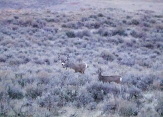 S Bar Ranch – 19,816± Acres North of Custer, Yellowstone County, Montana