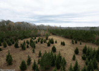 283± Acres for Sale Amite County, Mississippi
