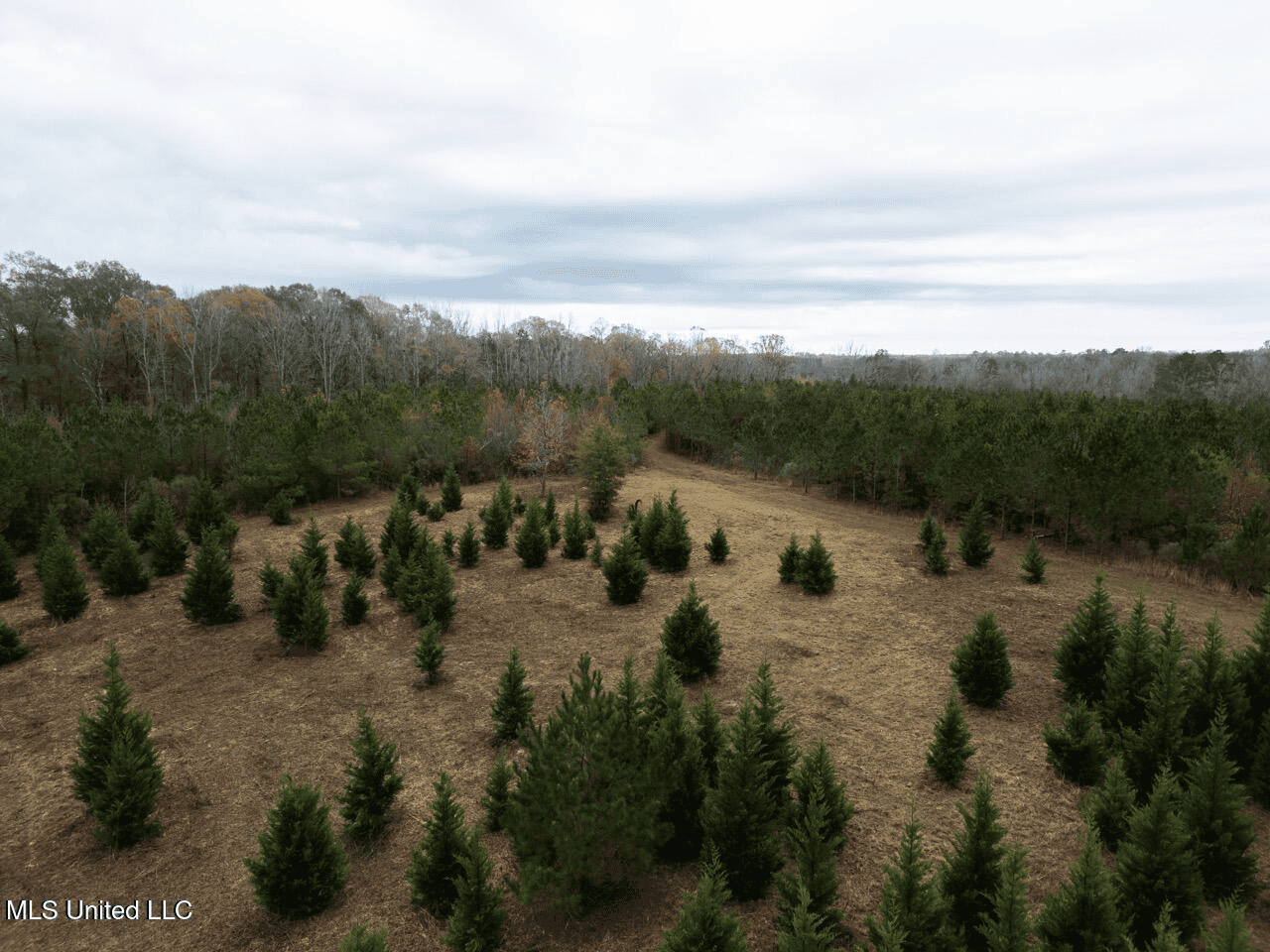 283± Acres for Sale Amite County, Mississippi