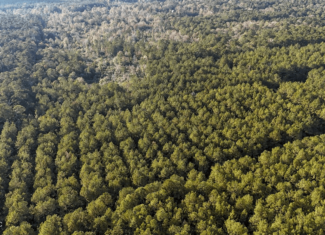 Prime Hunting Property in St Helena Parish, LA