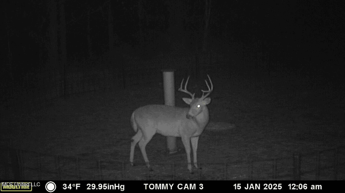 Asilo Farms on Bala Chitto Creek, Southwest Mississippi