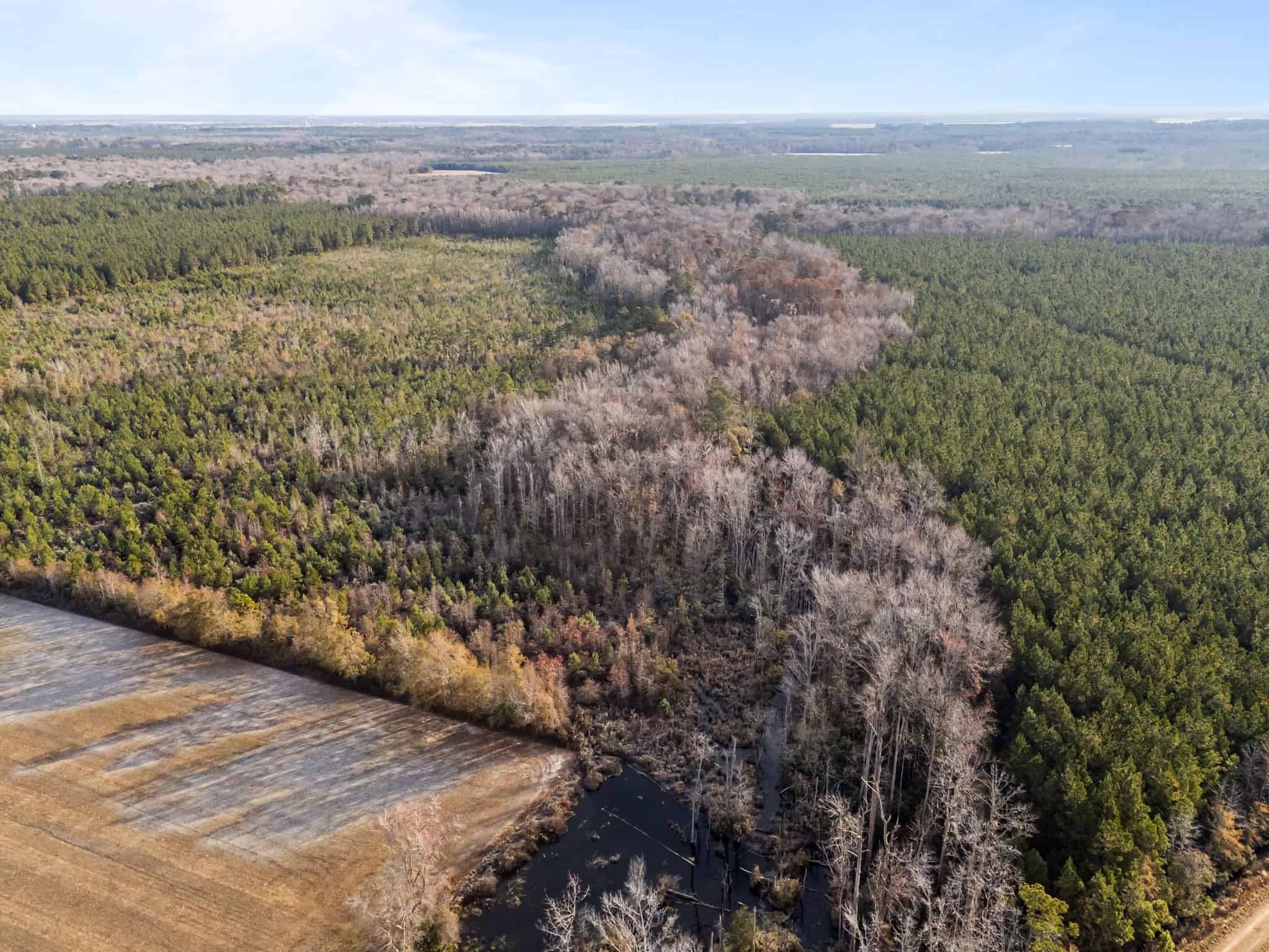 52-Acre Timber and Hunting Tract Near New Bern, NC