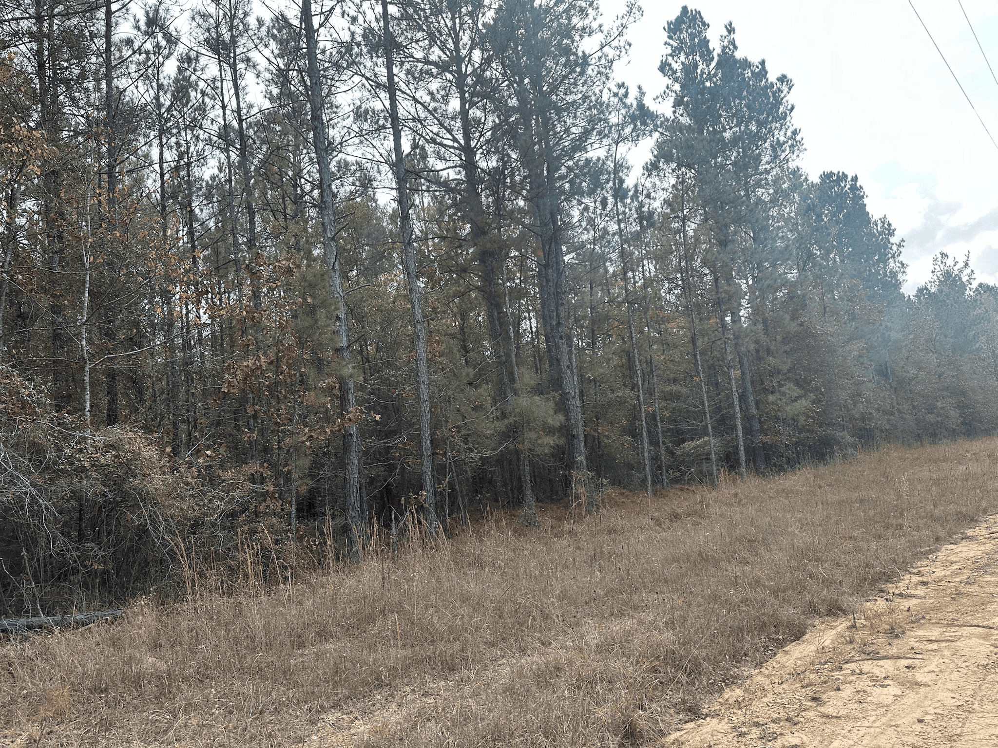 Hunting and Timberland w/ Homesite Potential Trout LA