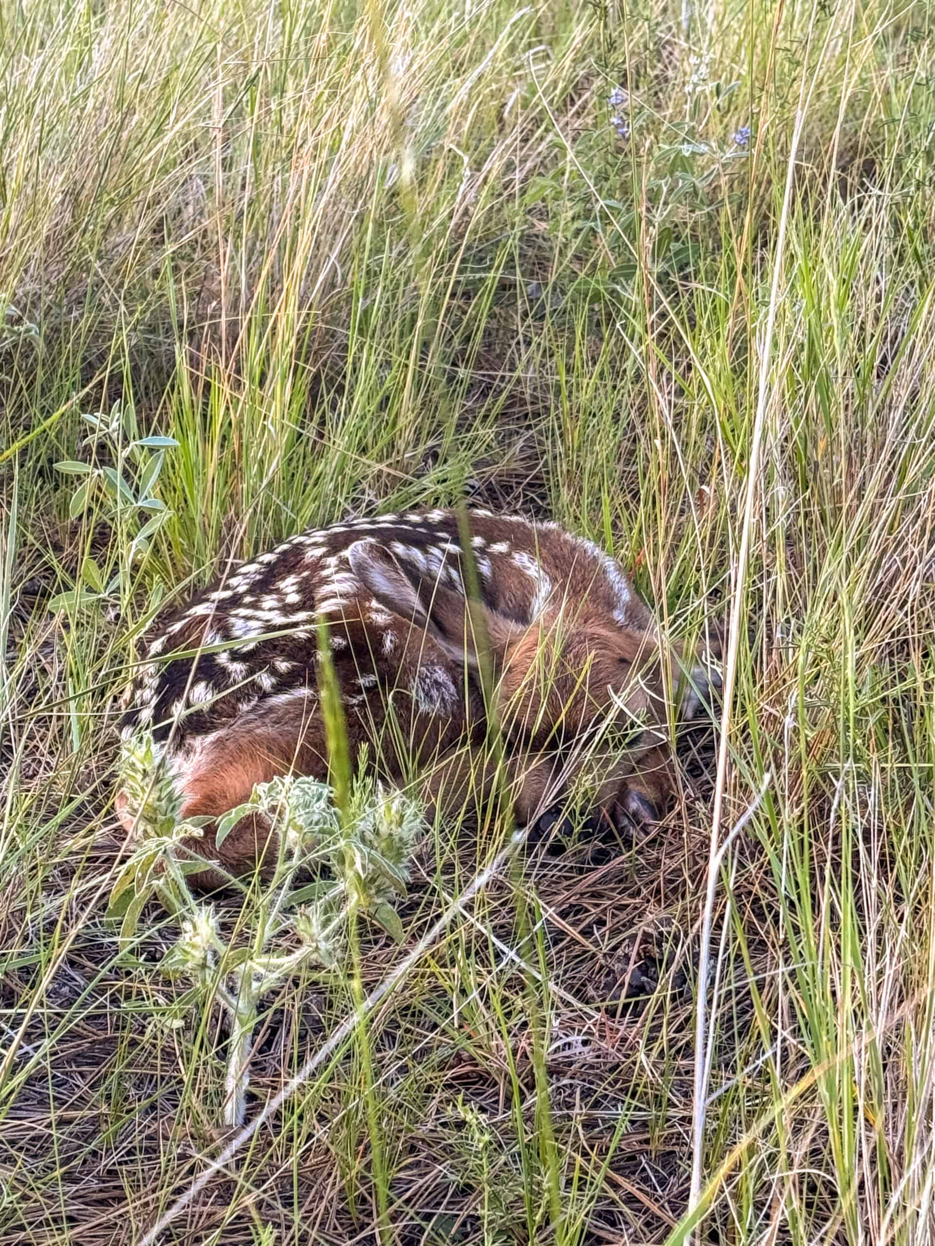 S Bar Ranch – 19,816± Acres North of Custer, Yellowstone County, Montana