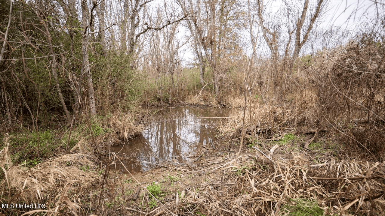 283± Acres for Sale Amite County, Mississippi