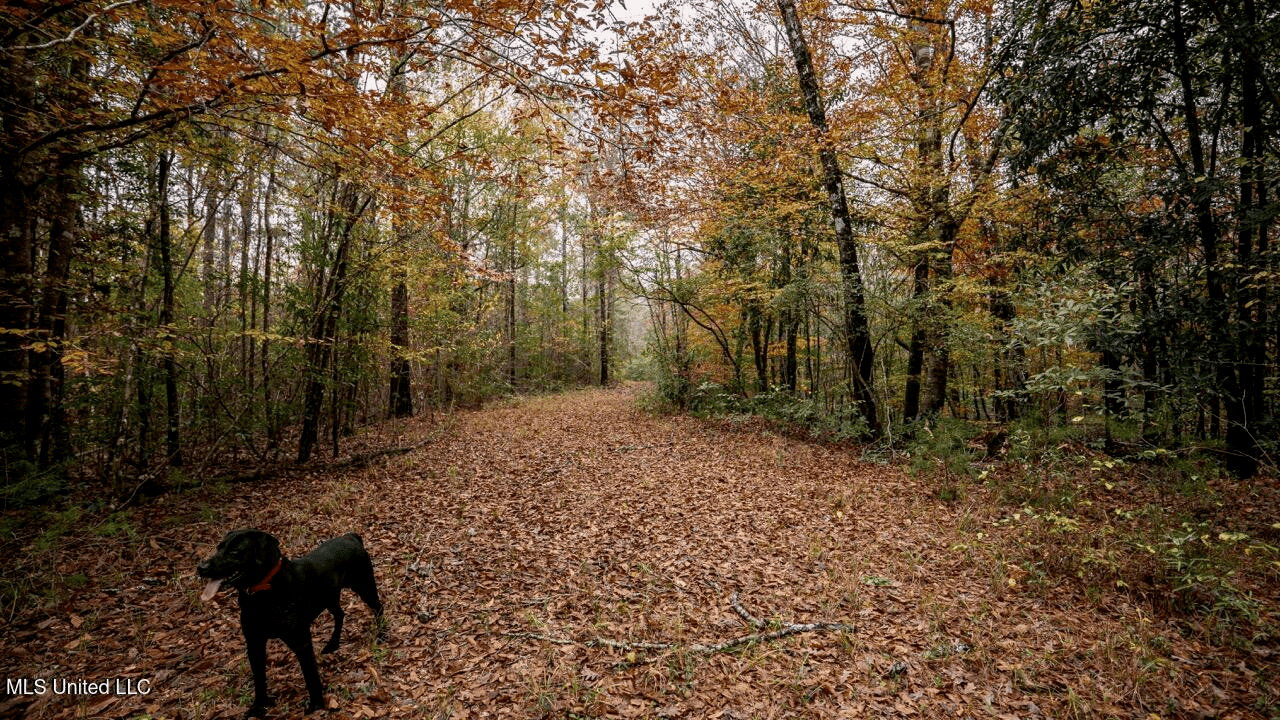 Asilo Farms on Bala Chitto Creek, Southwest Mississippi
