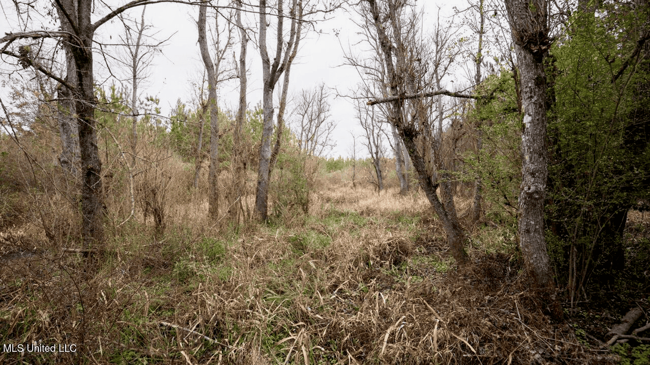 283± Acres for Sale Amite County, Mississippi