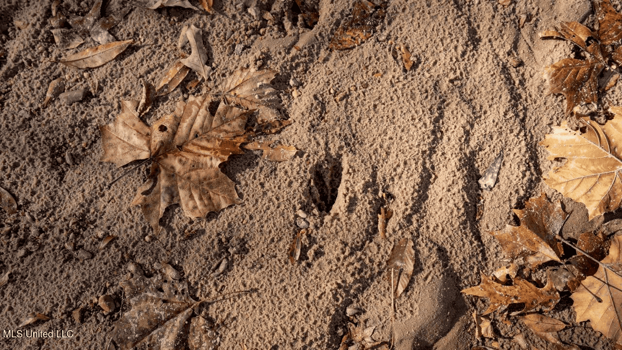 84.5 Acres in Woodville, MS on Hwy 24 with Creeks