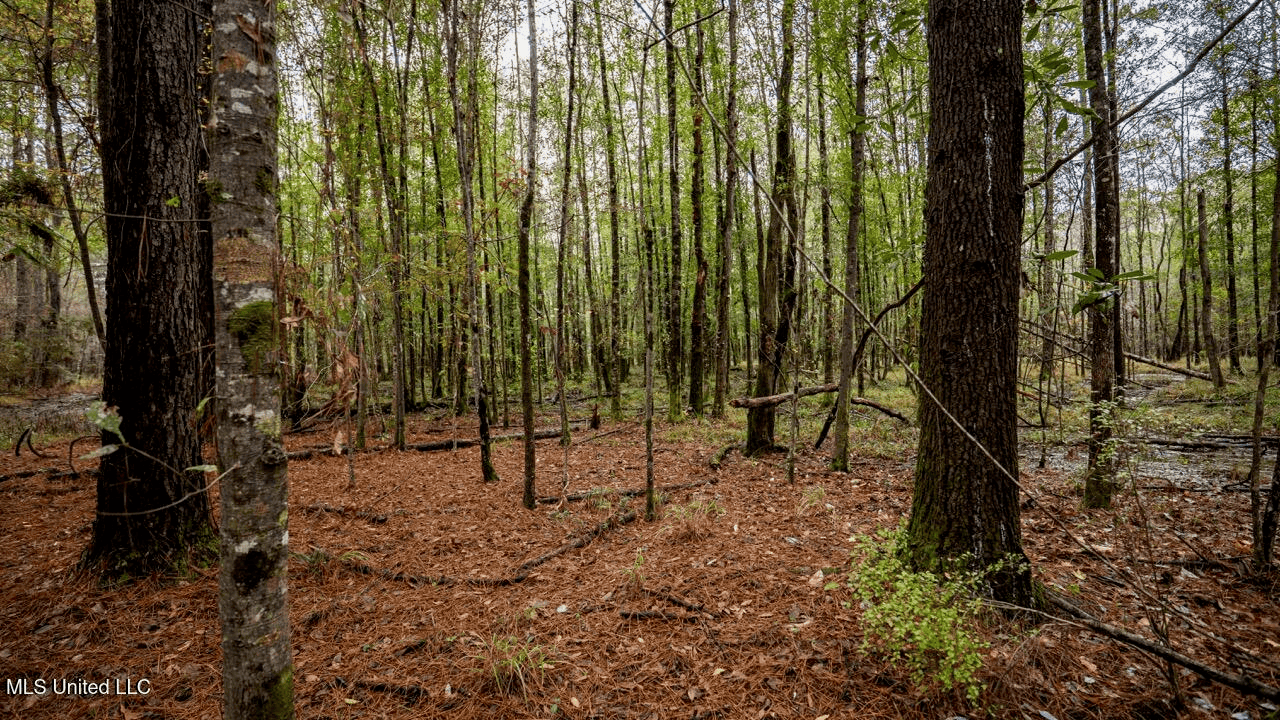 Asilo Farms on Bala Chitto Creek, Southwest Mississippi
