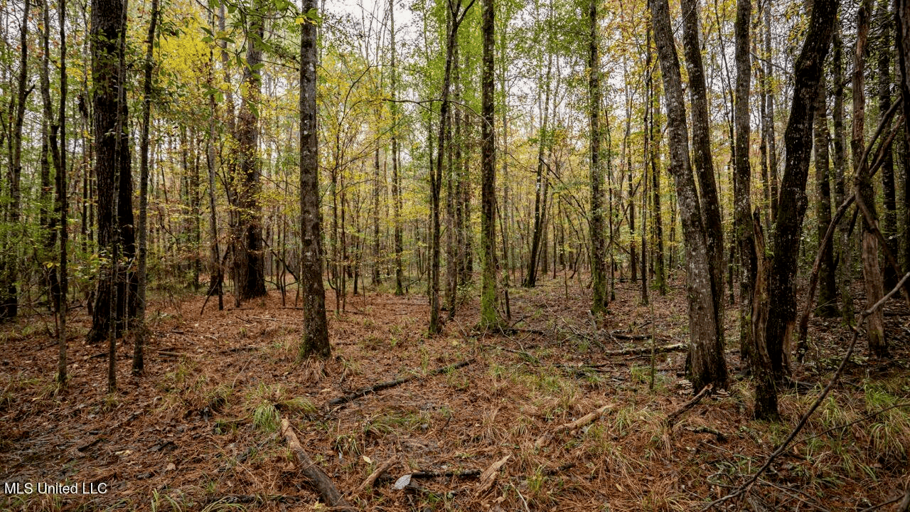 Asilo Farms on Bala Chitto Creek, Southwest Mississippi