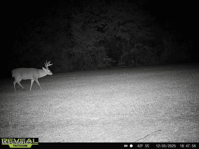 283± Acres for Sale Amite County, Mississippi