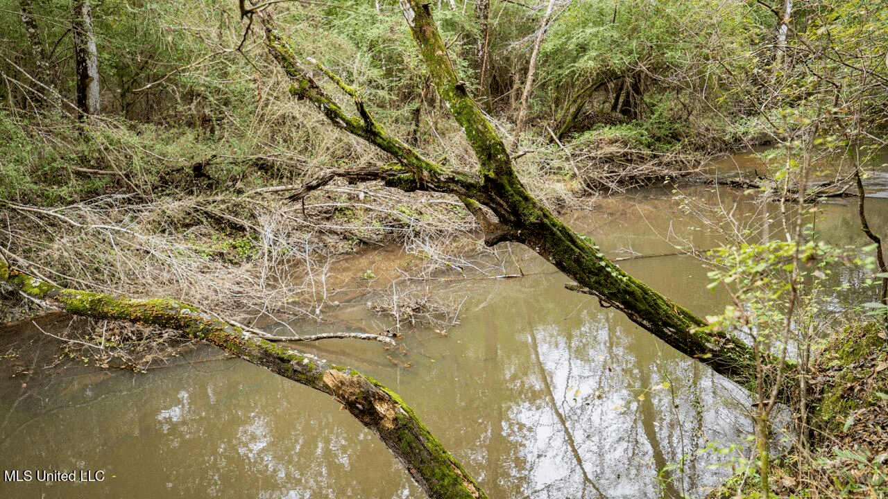 Asilo Farms on Bala Chitto Creek, Southwest Mississippi