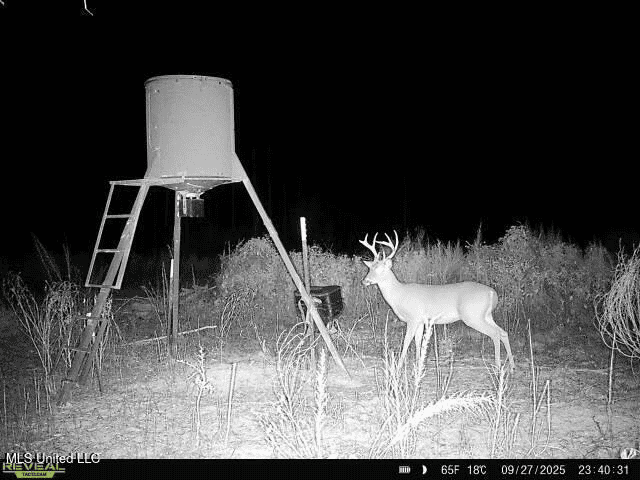 283± Acres for Sale Amite County, Mississippi