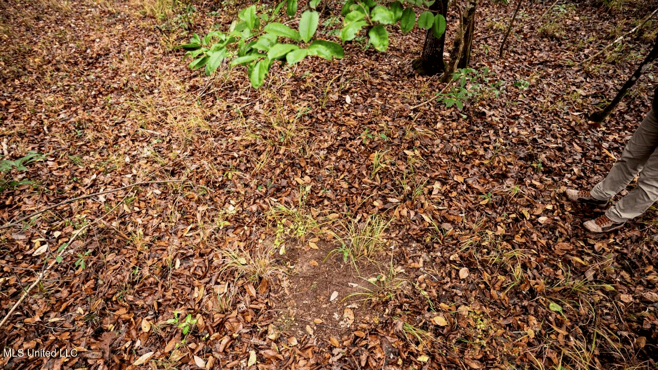 Asilo Farms on Bala Chitto Creek, Southwest Mississippi