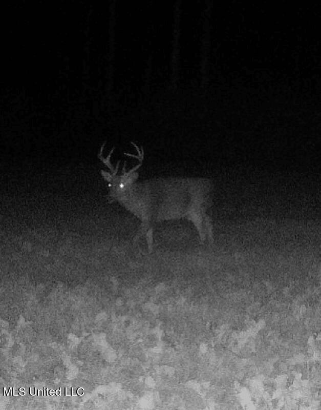 283± Acres for Sale Amite County, Mississippi
