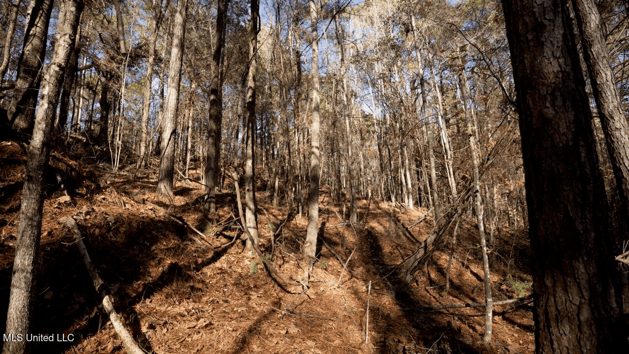 84.5 Acres in Woodville, MS on Hwy 24 with Creeks