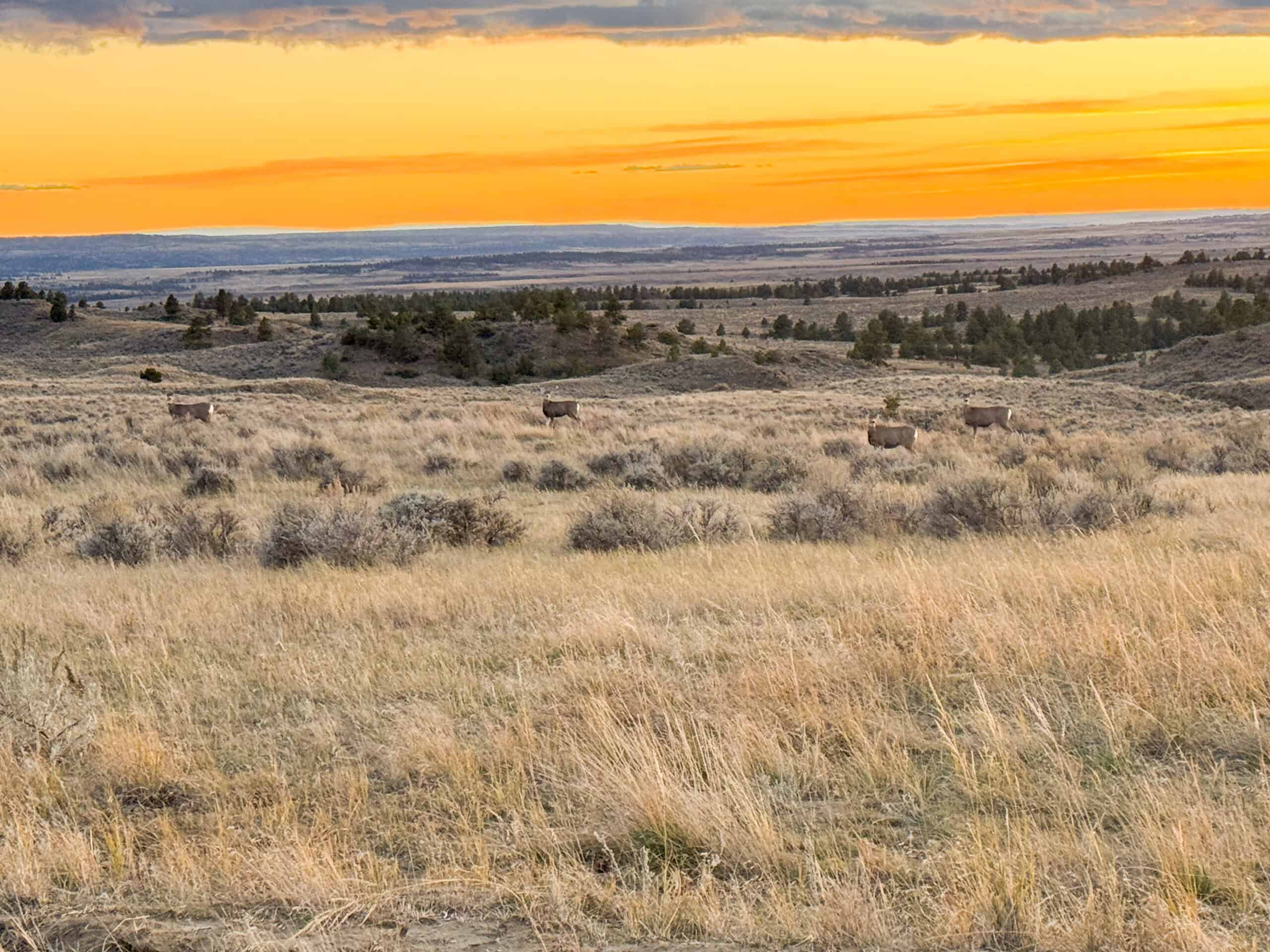 S Bar Ranch – 19,816± Acres North of Custer, Yellowstone County, Montana