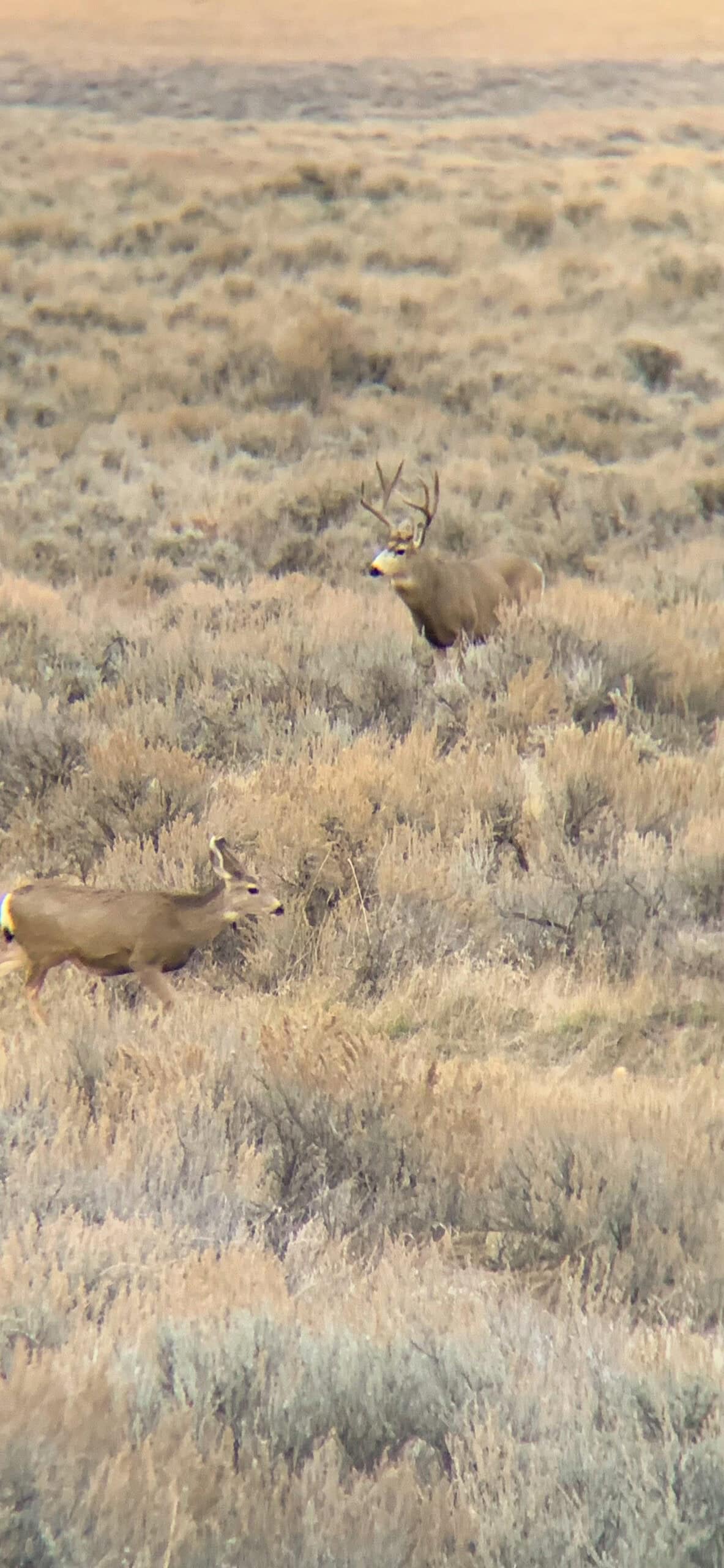 S Bar Ranch – 19,816± Acres North of Custer, Yellowstone County, Montana