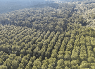 Prime Hunting Property in St Helena Parish, LA