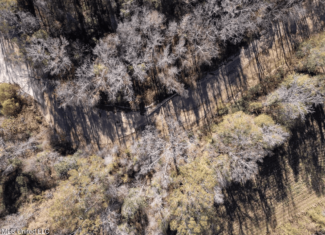 84.5 Acres in Woodville, MS on Hwy 24 with Creeks