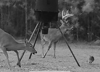 Asilo Farms on Bala Chitto Creek, Southwest Mississippi